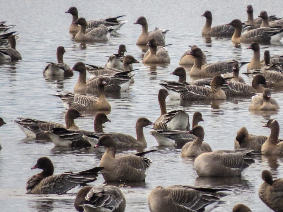 Over a thousand pink-footed geese arrive at WWT Martin Mere